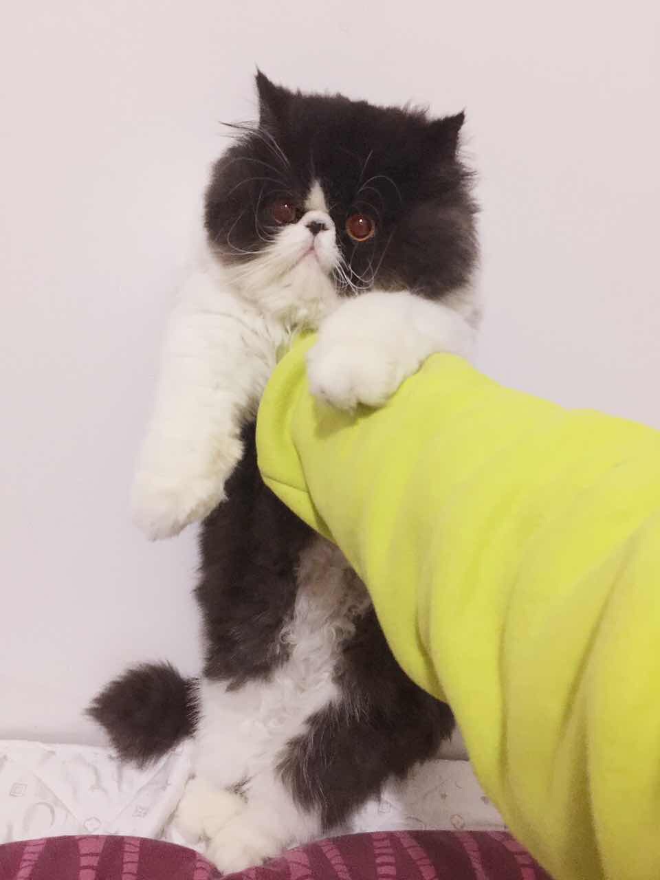 1622号 王橘子 王nono2017氧气音乐节传照片霸屏